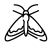 moth