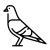 pigeon